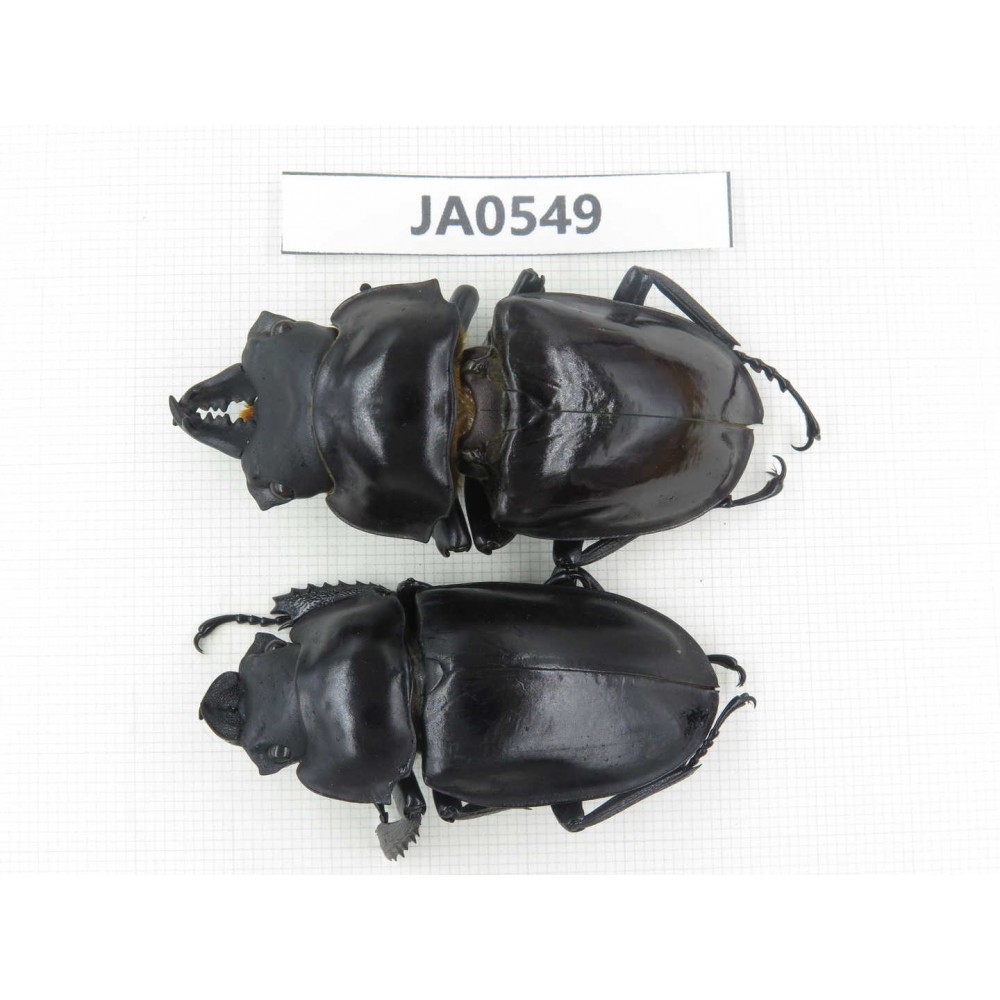 Neolucanus sp. China, Yunnan, Honghe, Jinping county. 1P. JA0549.