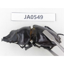 Neolucanus sp. China, Yunnan, Honghe, Jinping county. 1P. JA0549.
