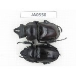 Neolucanus sp. China, Yunnan, Honghe, Jinping county. 1P. JA0550.