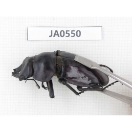 Neolucanus sp. China, Yunnan, Honghe, Jinping county. 1P. JA0550.