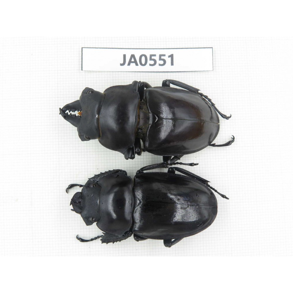Neolucanus sp. China, Yunnan, Honghe, Jinping county. 1P. JA0551.