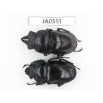 Neolucanus sp. China, Yunnan, Honghe, Jinping county. 1P. JA0551.
