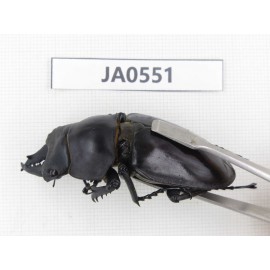Neolucanus sp. China, Yunnan, Honghe, Jinping county. 1P. JA0551.