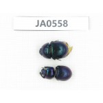 Geotrupidae sp. China, Heilongjiang, Mudanjiang. 2Pcs. JA0558.