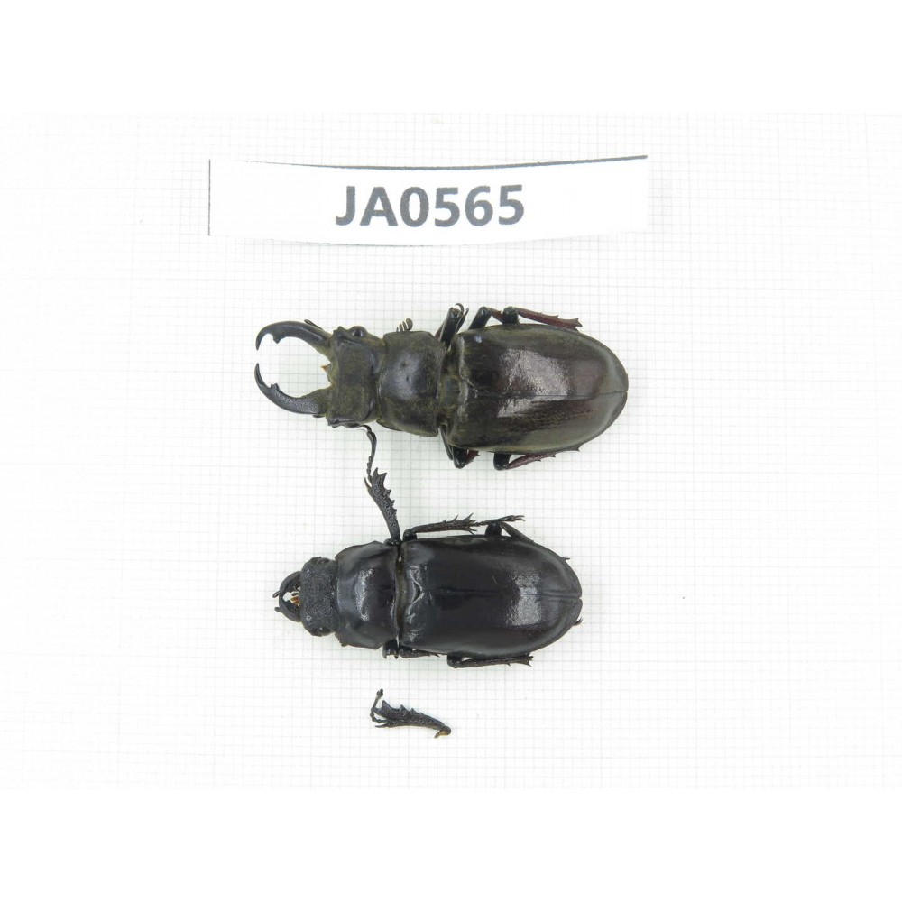 Lucanus langi. China, Tibet, Linzhi, Motuo county. 1P. JA0565.