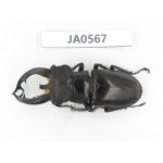 Lucanus fryi. China, Tibet, Linzhi, Motuo county. 1M. JA0567.