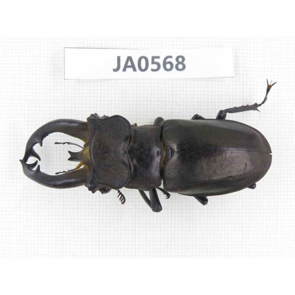 Lucanus fryi. China, Tibet, Linzhi, Motuo county. 1M. JA0568.
