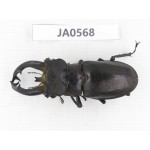Lucanus fryi. China, Tibet, Linzhi, Motuo county. 1M. JA0568.