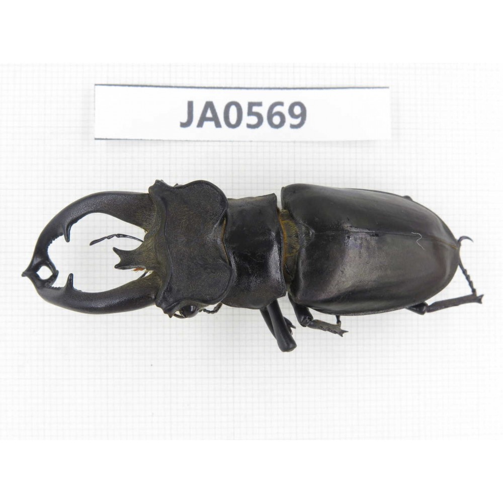 Lucanus fryi. China, Tibet, Linzhi, Motuo county. 1M. JA0569.