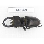 Lucanus fryi. China, Tibet, Linzhi, Motuo county. 1M. JA0569.