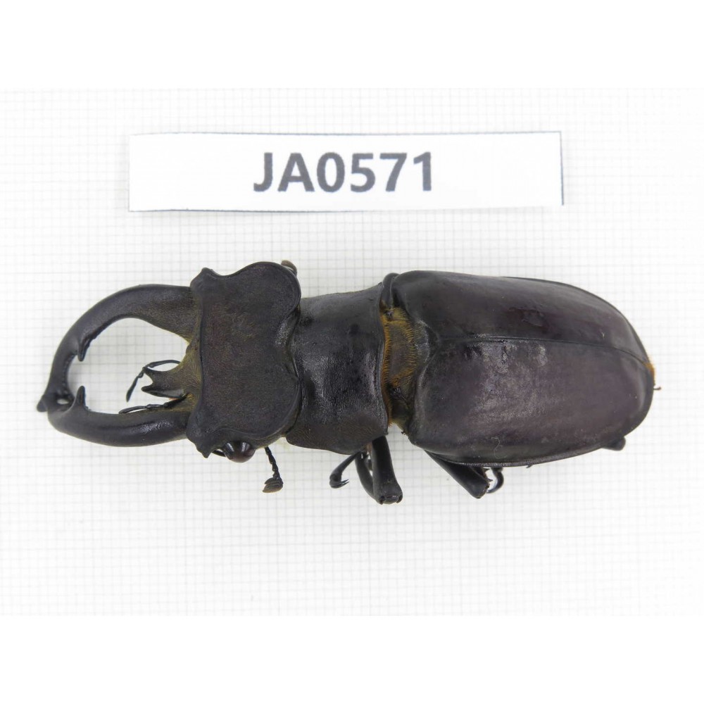 Lucanus fryi. China, Tibet, Linzhi, Motuo county. 1M. JA0571.