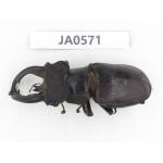 Lucanus fryi. China, Tibet, Linzhi, Motuo county. 1M. JA0571.