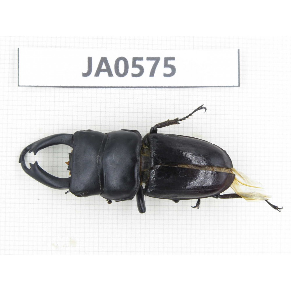 Dorcus sp. Myanmar, Kechin, Nanse. 1M. JA0575.