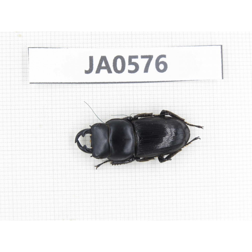 Dorcus sp. Myanmar, Kechin, Nanse. 1M. JA0576.