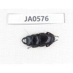 Dorcus sp. Myanmar, Kechin, Nanse. 1M. JA0576.