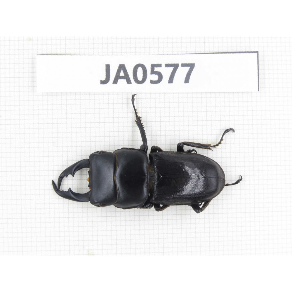 Dorcus sp. Myanmar, Kechin, Nanse. 1M. JA0577.