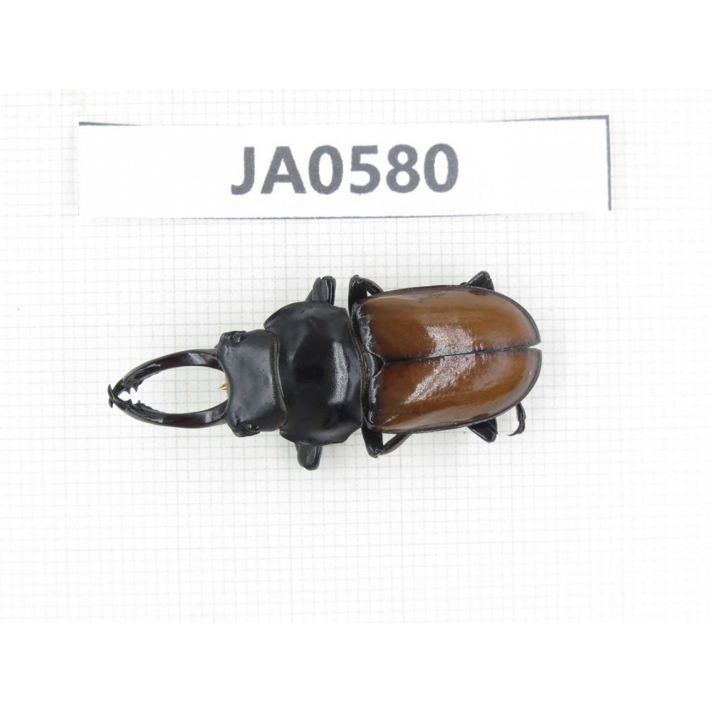 Dorcus sp. Myanmar, Kechin, Nanse. 1M. JA0580.