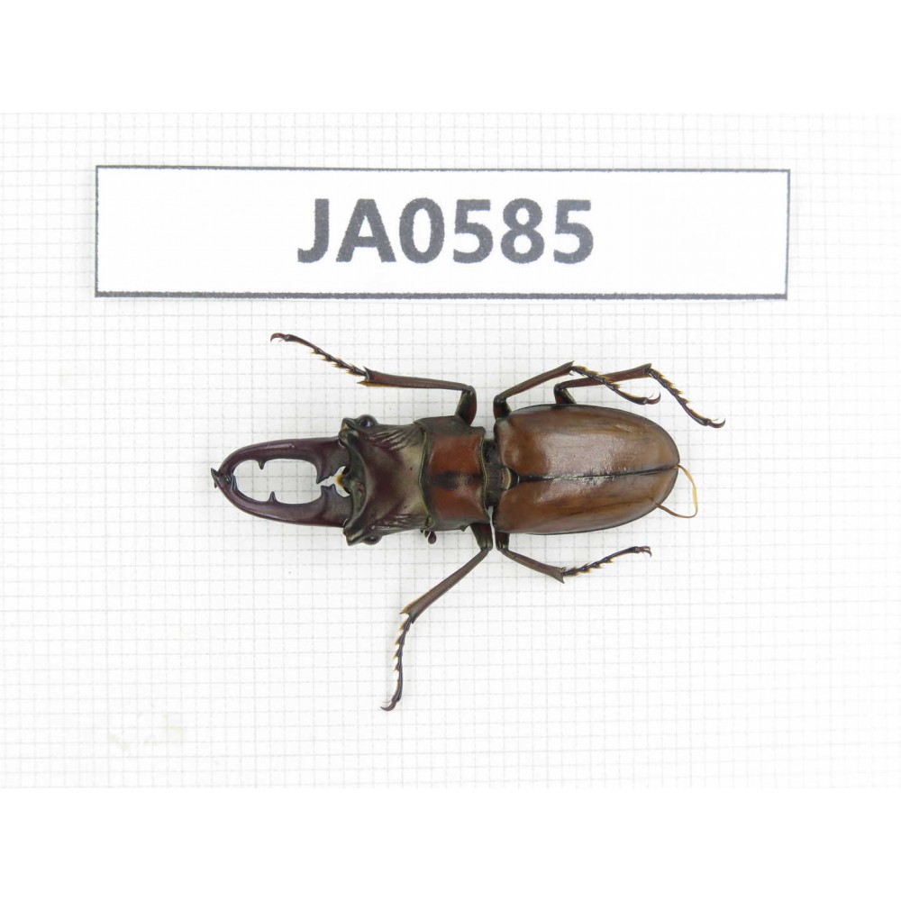 Cyclommathus sp. China, Myanmar, Kechin, Nanse. 1M. JA0585.