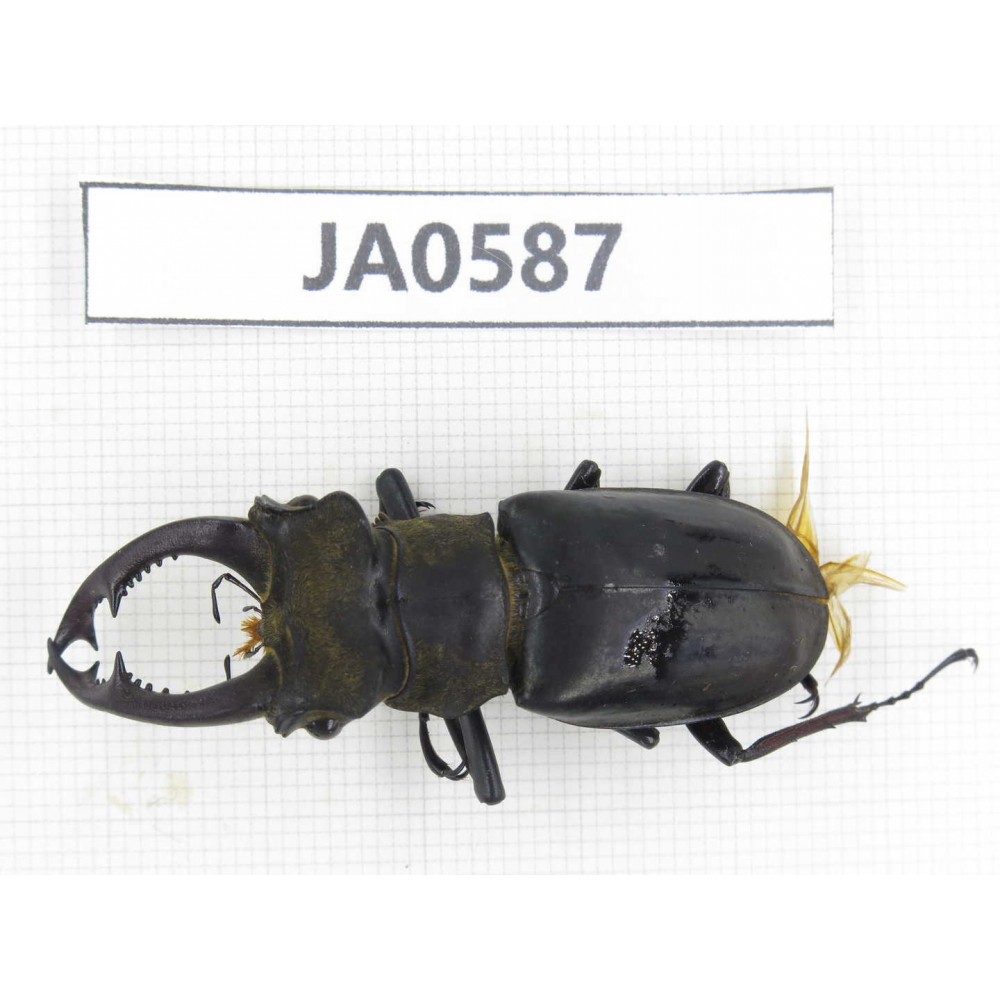 Lucanus prossi. Myanmar, Kechin, Nanse. 1M. JA0587.