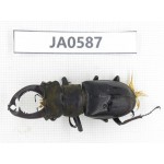 Lucanus prossi. Myanmar, Kechin, Nanse. 1M. JA0587.