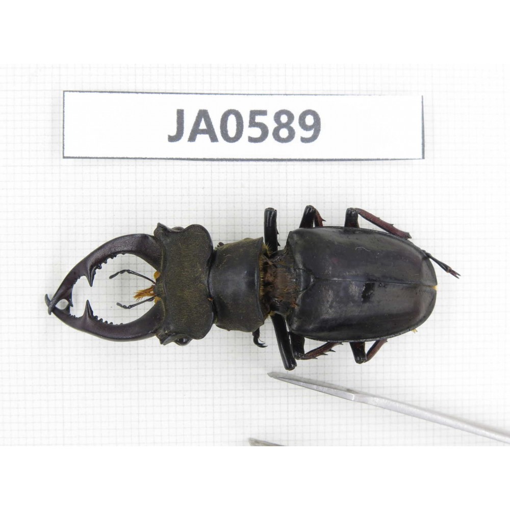 Lucanus prossi. Myanmar, Kechin, Nanse. 1M. JA0589.