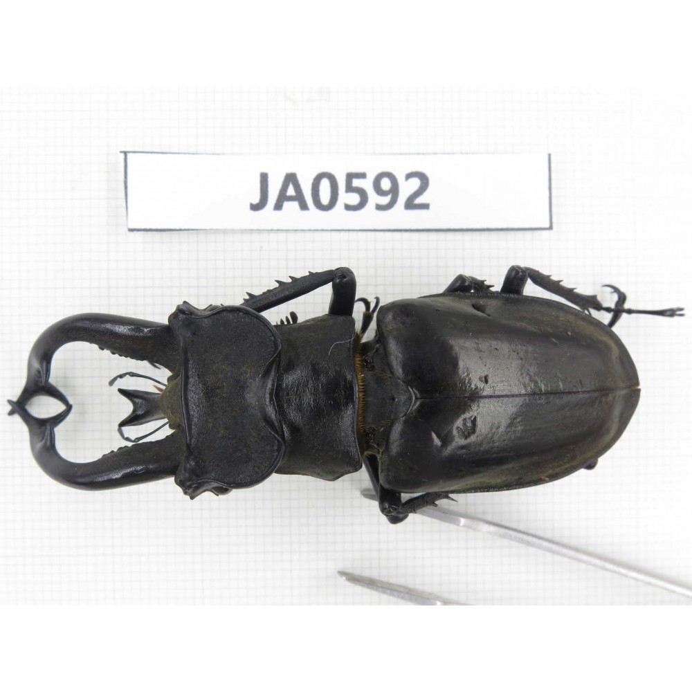 Lucanus tibetanus ssp. Myanmar, Kechin, Nanse. 1M. JA0592.