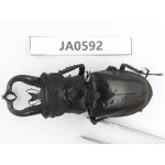 Lucanus tibetanus ssp. Myanmar, Kechin, Nanse. 1M. JA0592.