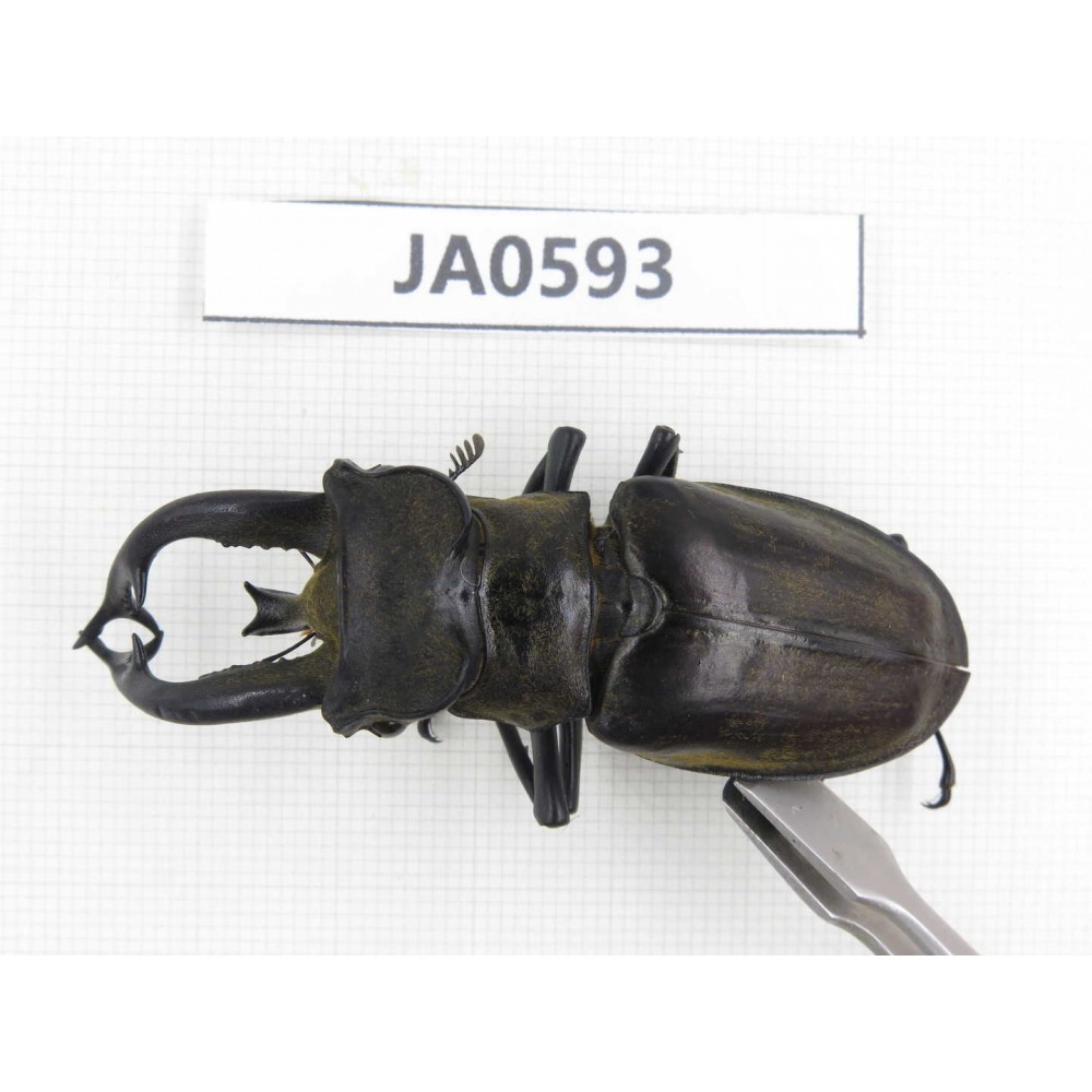 Lucanus tibetanus ssp. Myanmar, Kechin, Nanse. 1M. JA0593.