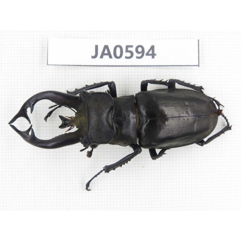 Lucanus tibetanus ssp. Myanmar, Kechin, Nanse. 1M. JA0594.