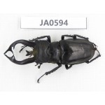 Lucanus tibetanus ssp. Myanmar, Kechin, Nanse. 1M. JA0594.