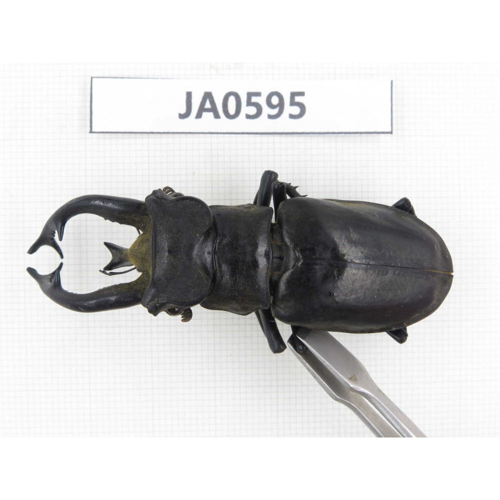 Lucanus tibetanus ssp. Myanmar, Kechin, Nanse. 1M. JA0595.