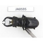 Lucanus tibetanus ssp. Myanmar, Kechin, Nanse. 1M. JA0595.