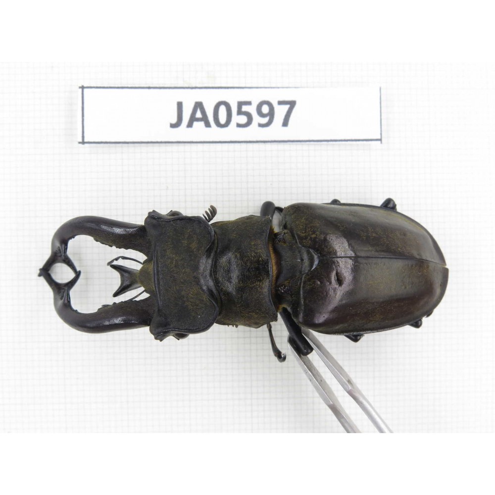 Lucanus tibetanus ssp. Myanmar, Kechin, Nanse. 1M. JA0597.