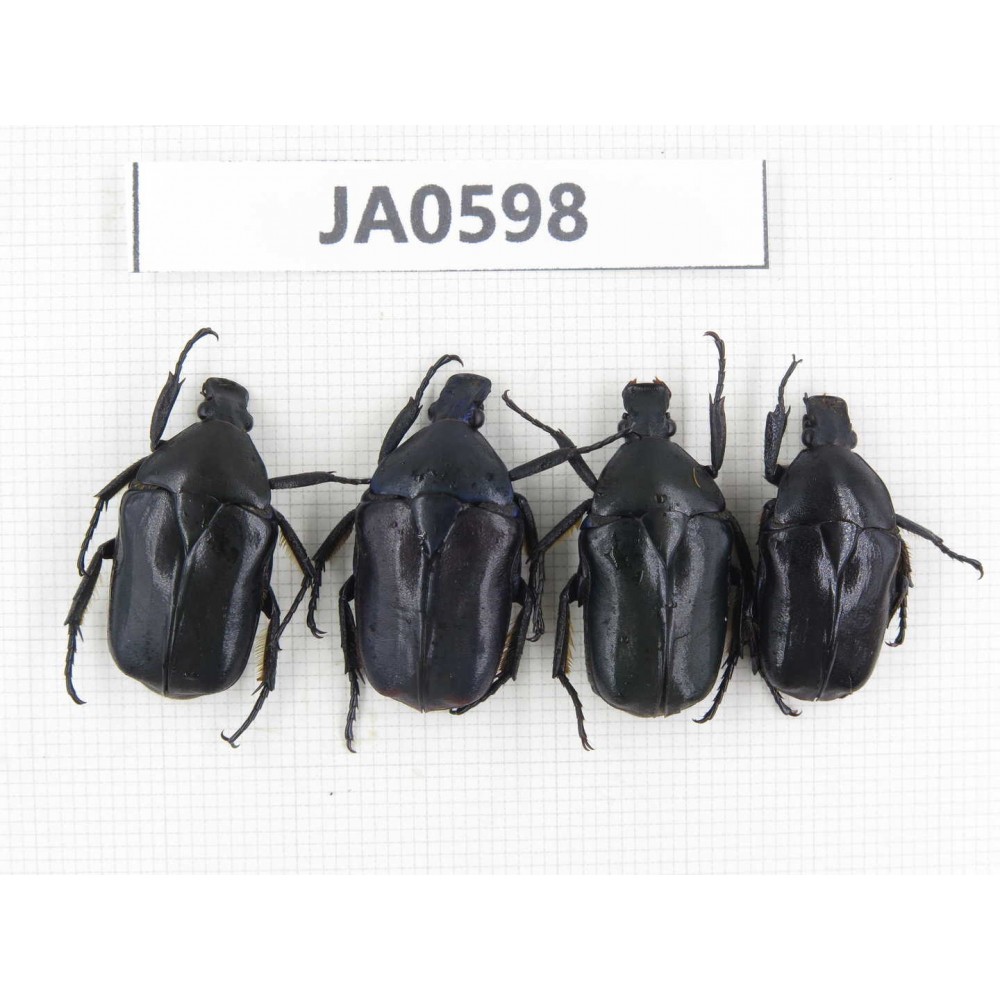 Cetoniidae sp. China, Guizhou, Tongren, Yinjiang county. 4Pcs. JA0598.
