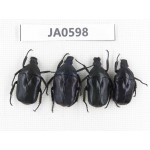 Cetoniidae sp. China, Guizhou, Tongren, Yinjiang county. 4Pcs. JA0598.