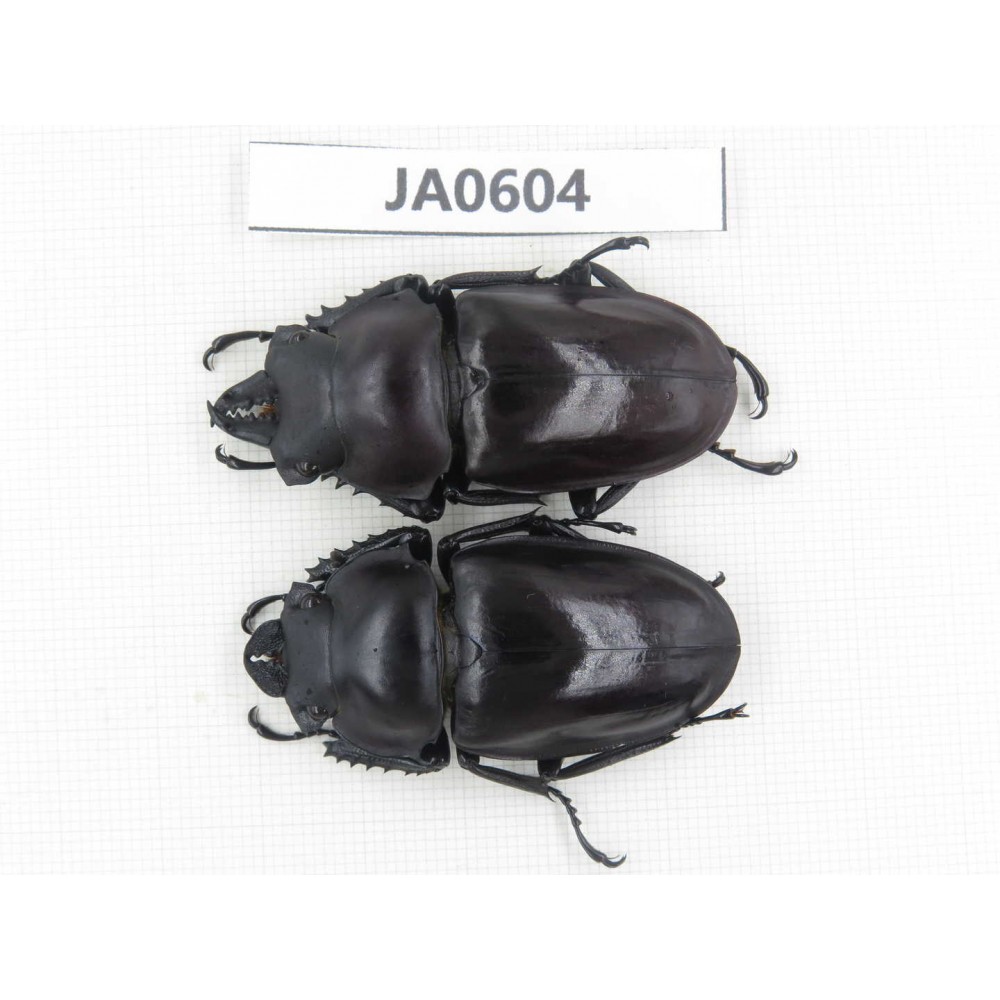 Neolucanus sp. China, Guizhou, Qiandongnan, Mt.Leigongshan. 1P. JA0604.