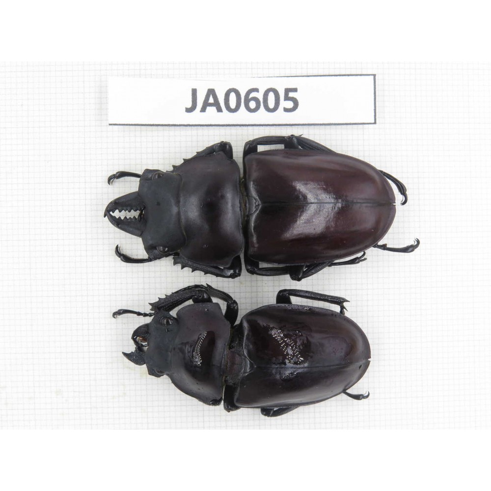 Neolucanus sp. China, Guizhou, Qiandongnan, Mt.Leigongshan. 1P. JA0605.