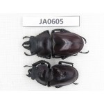 Neolucanus sp. China, Guizhou, Qiandongnan, Mt.Leigongshan. 1P. JA0605.
