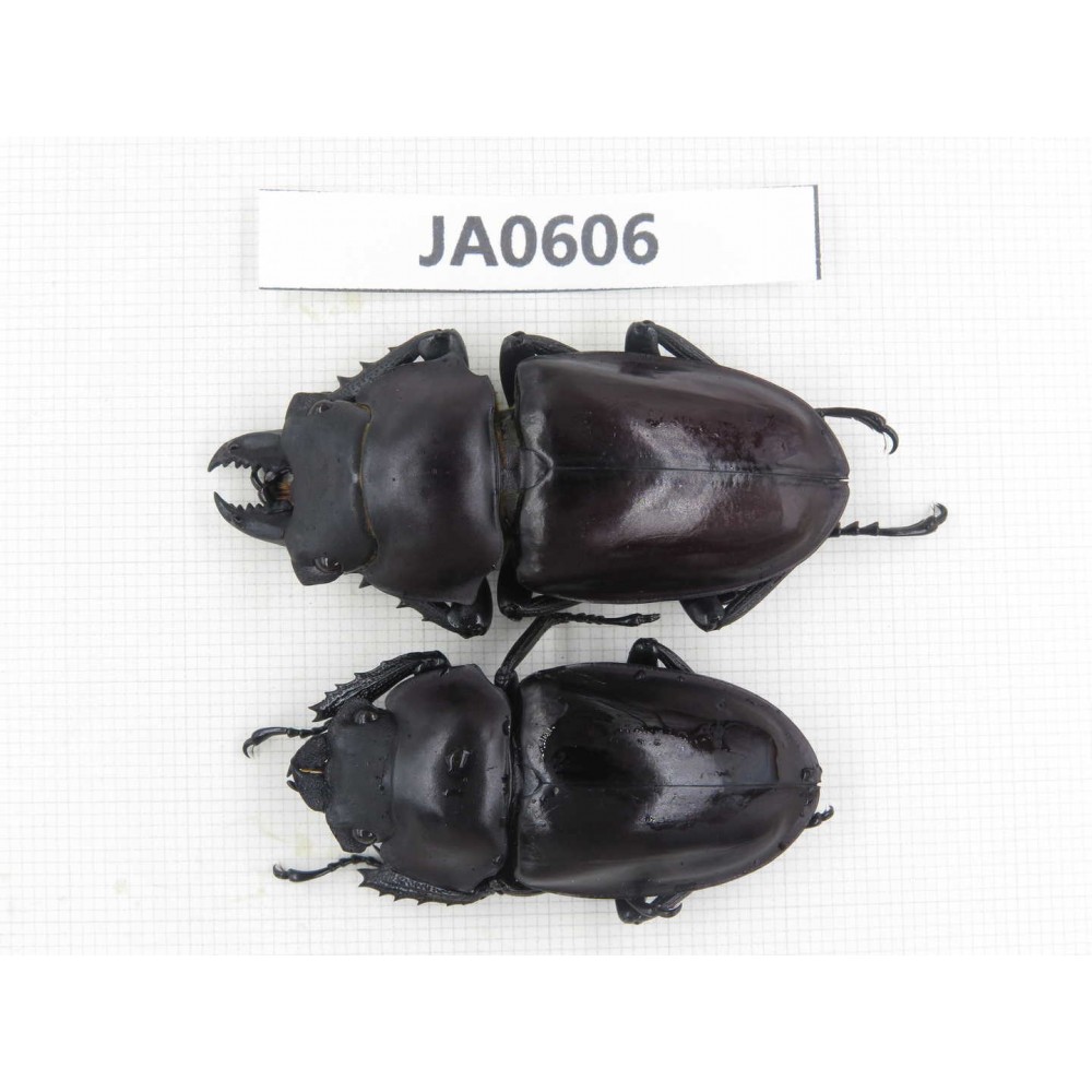 Neolucanus sp. China, Guizhou, Qiandongnan, Mt.Leigongshan. 1P. JA0606.