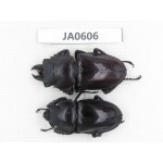 Neolucanus sp. China, Guizhou, Qiandongnan, Mt.Leigongshan. 1P. JA0606.