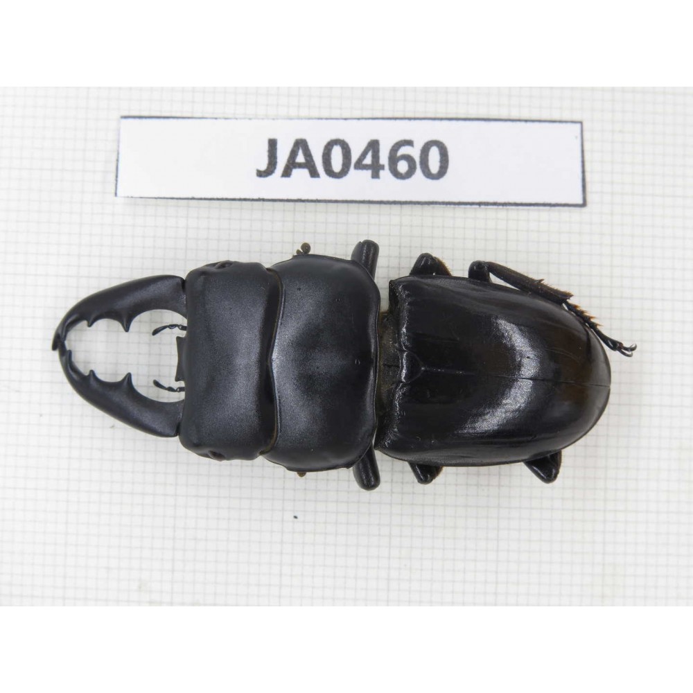Dorcus sp. China, Yunnan, Honghe, Jinping county. 1M. JA0460.