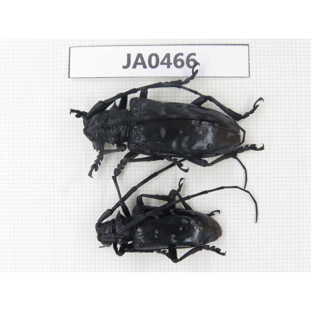 Cerambycidae sp. China, Yunnan, Honghe, Jinping county. 2Pcs. JA0466.