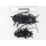 Cerambycidae sp. China, Yunnan, Honghe, Jinping county. 2Pcs. JA0466.