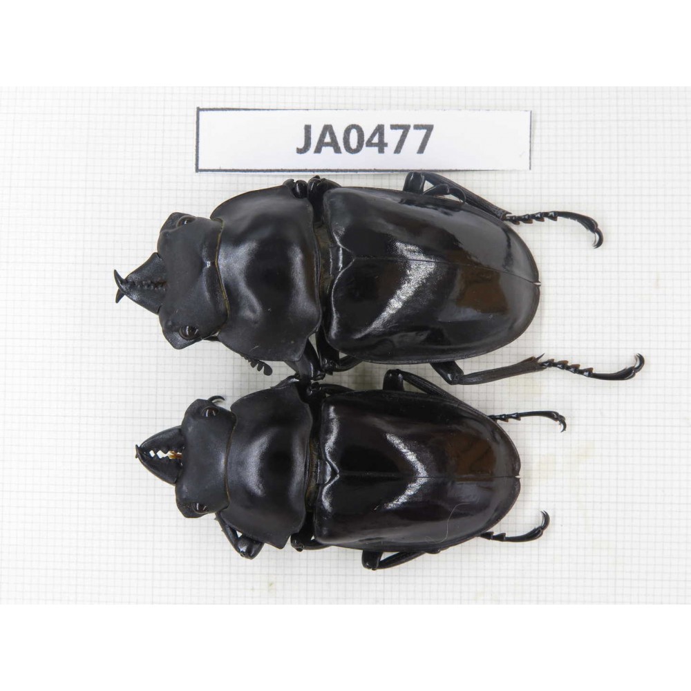 Neolucanus sp. China, Yunnan, Honghe, Jinping county. 2M. JA0477.