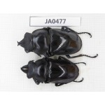 Neolucanus sp. China, Yunnan, Honghe, Jinping county. 2M. JA0477.