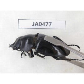 Neolucanus sp. China, Yunnan, Honghe, Jinping county. 2M. JA0477.