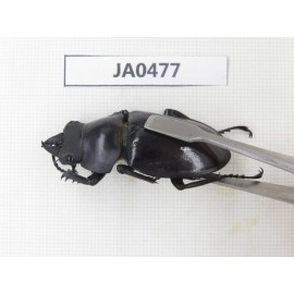 Neolucanus sp. China, Yunnan, Honghe, Jinping county. 2M. JA0477.