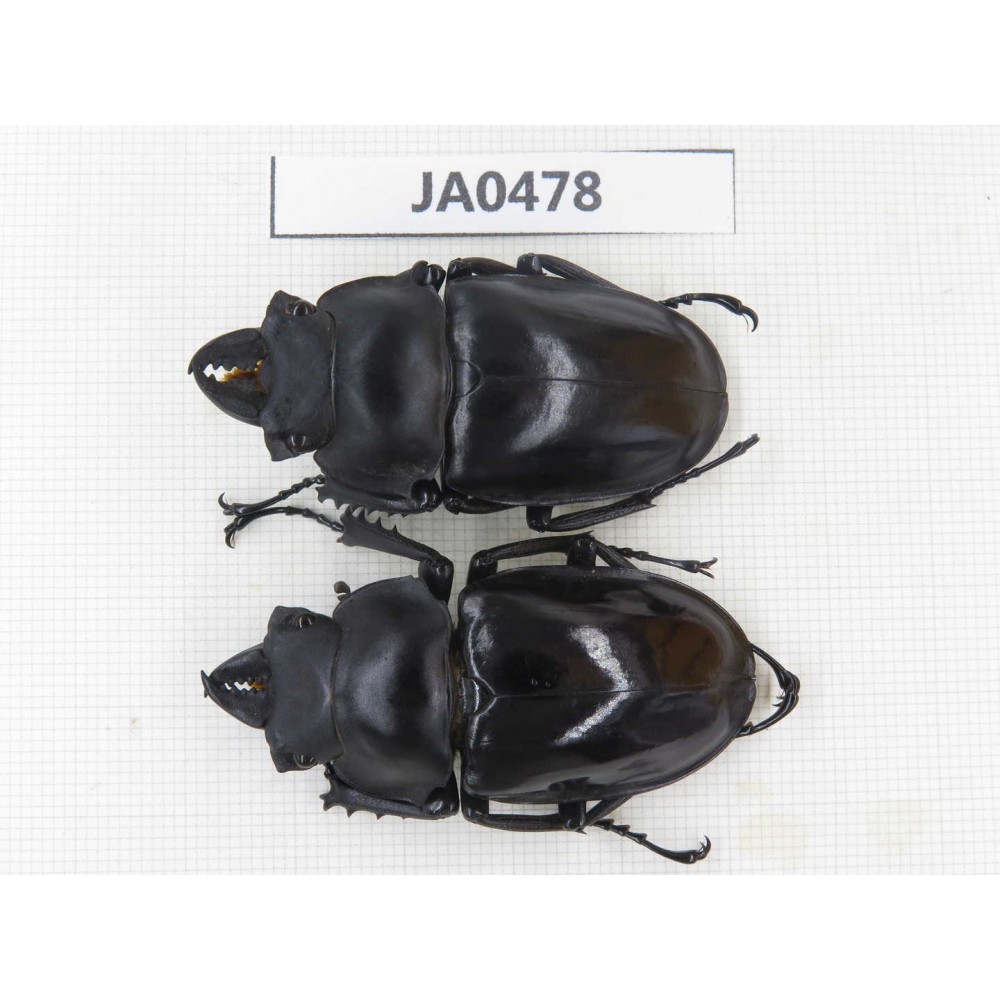 Neolucanus sp. China, Yunnan, Honghe, Jinping county. 2M. JA0478.