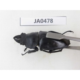 Neolucanus sp. China, Yunnan, Honghe, Jinping county. 2M. JA0478.