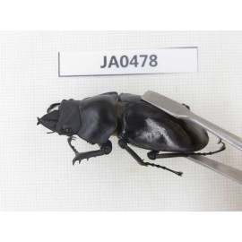 Neolucanus sp. China, Yunnan, Honghe, Jinping county. 2M. JA0478.